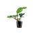 Anubias Barteri, 1 vnt. (užsakoma prekė)